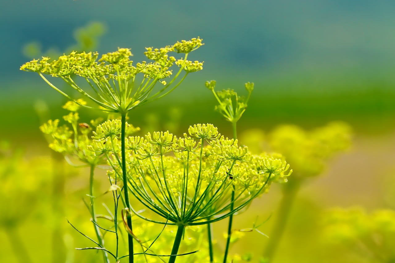 Fennel Blooms in Field