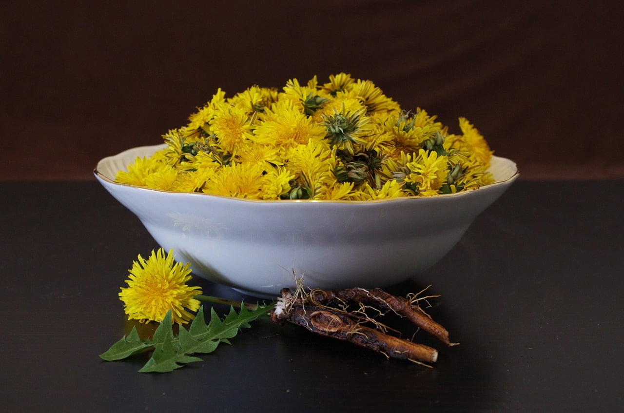 Dandelion root and flowers