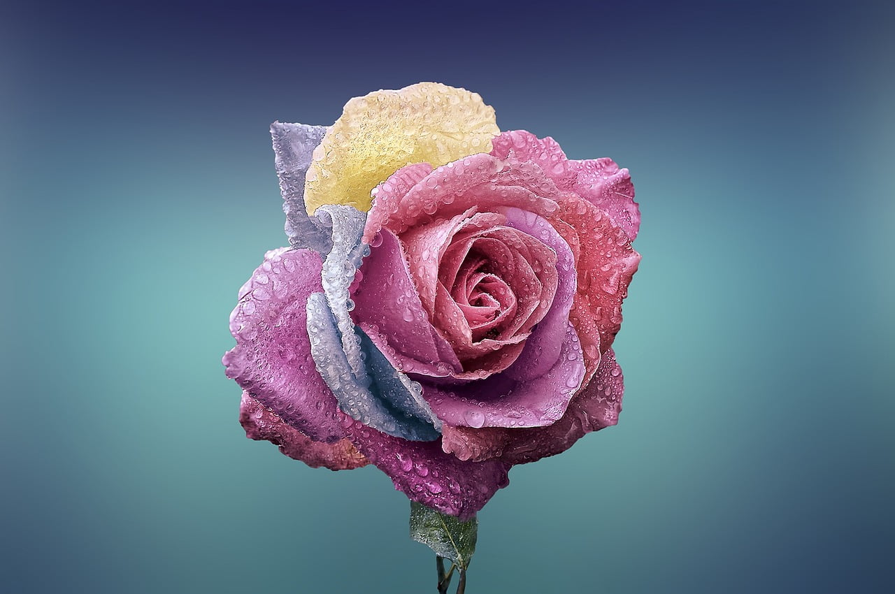 multi colored rose