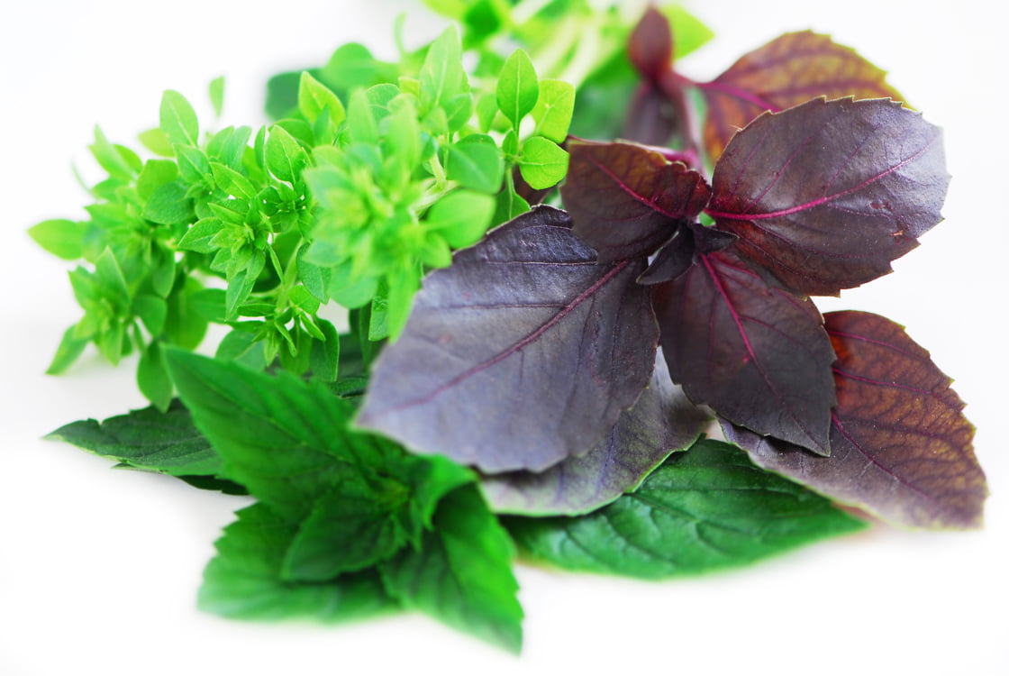 Assorted basil herbs