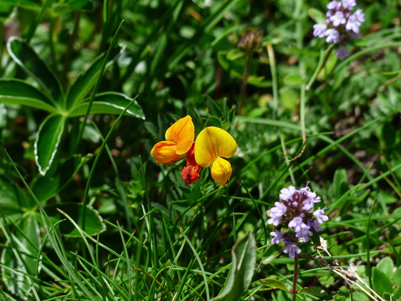 Alpenhorn Clover Flower