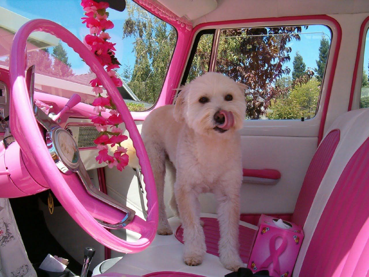dog in pink car breast cancer