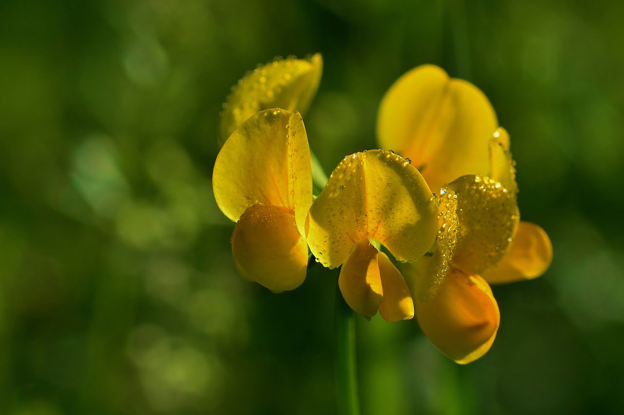 fenugreek flower close-up