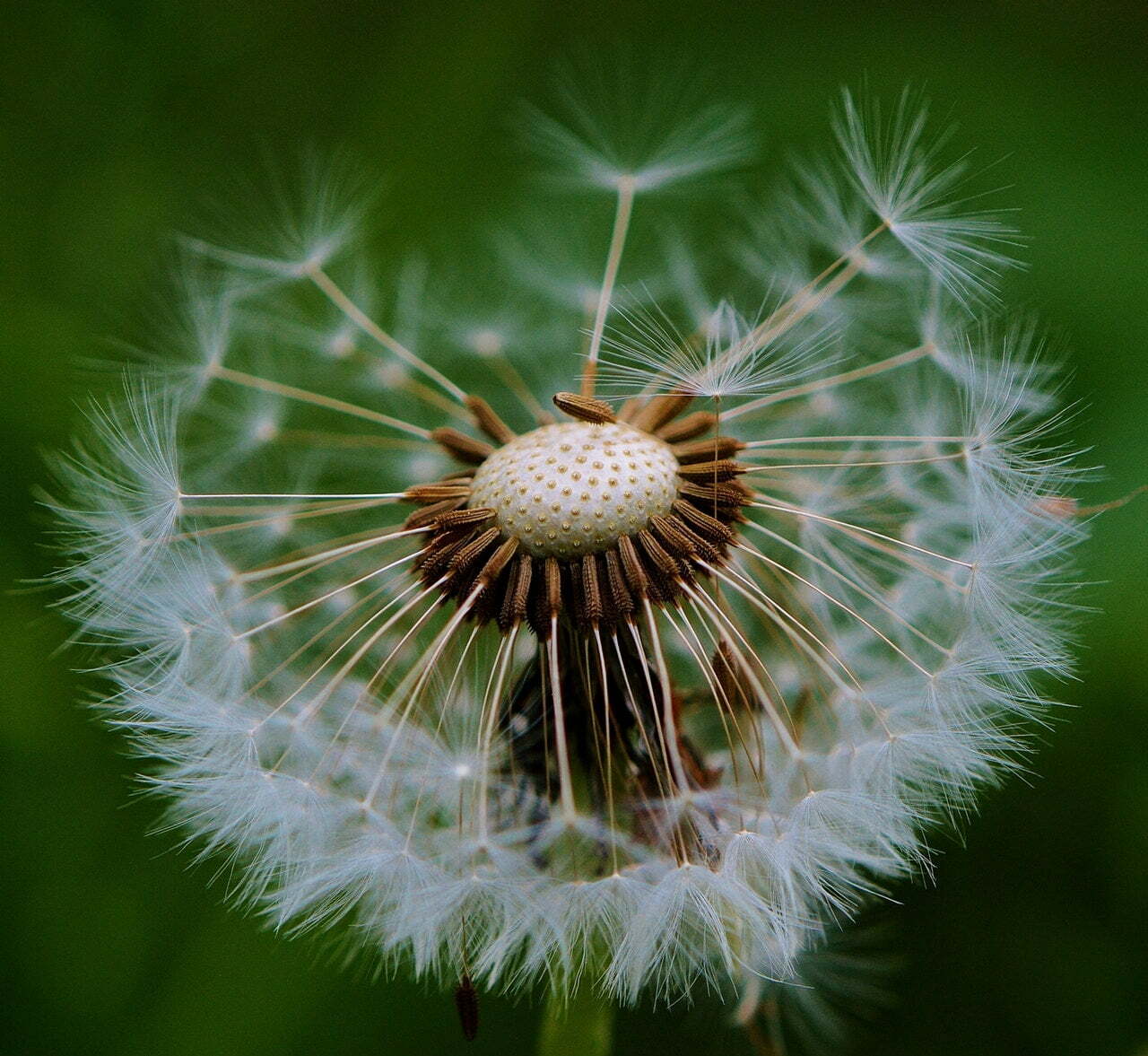 Dandelion flower in Breast Max Plus