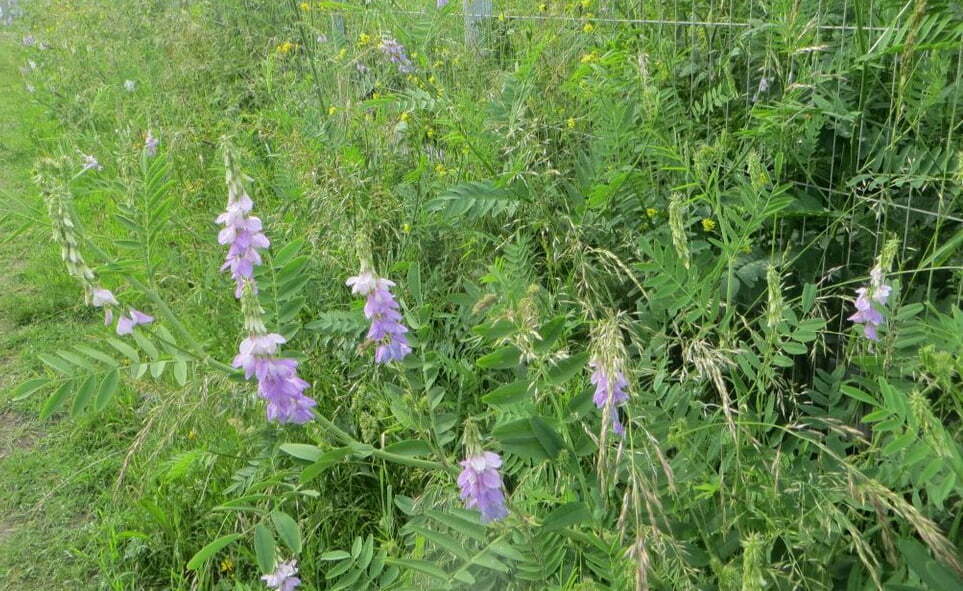 Does Goat's Rue Help with Breastmilk?